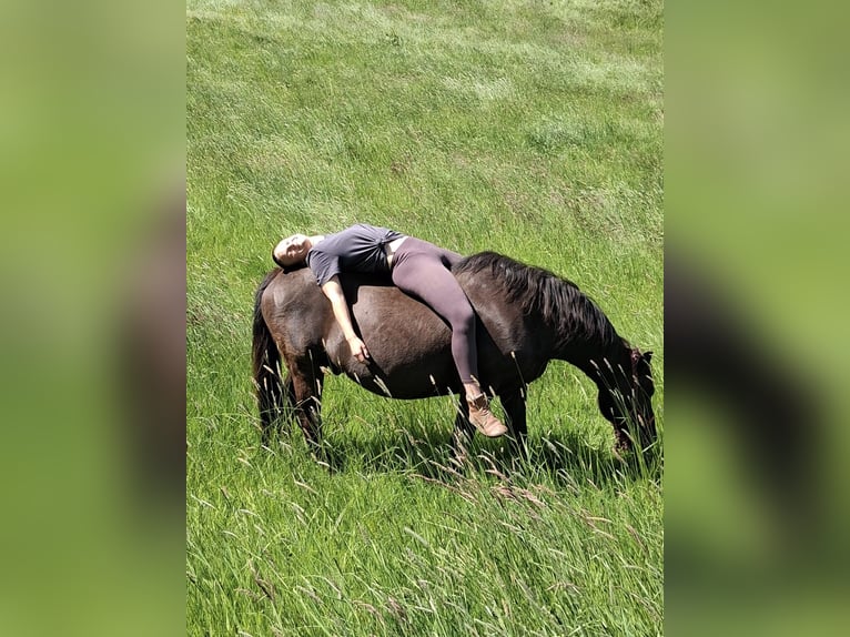Meer ponys/kleine paarden Mix Merrie 8 Jaar 150 cm Bruin in Freiburg im Breisgau
