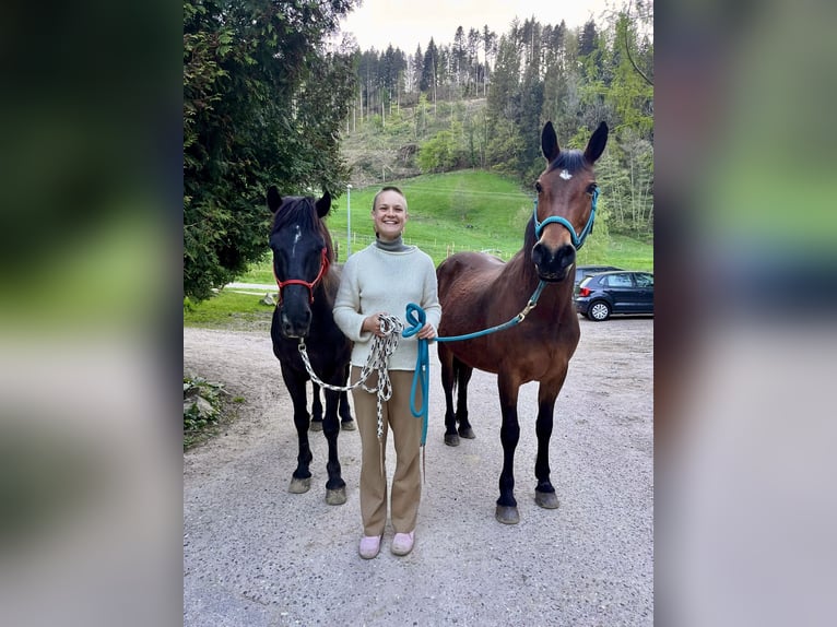 Meer ponys/kleine paarden Mix Merrie 8 Jaar 150 cm Bruin in Freiburg im Breisgau