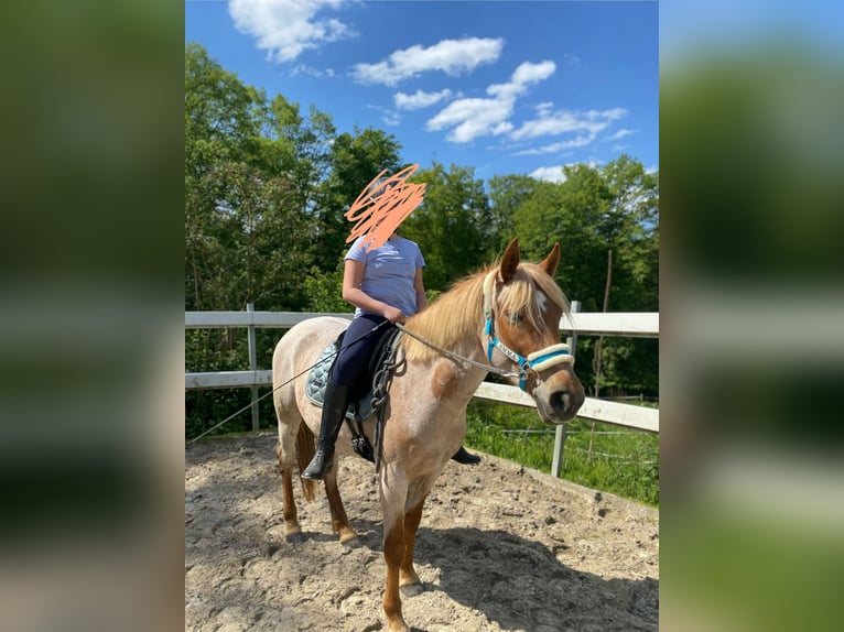 Meer ponys/kleine paarden Merrie 8 Jaar 150 cm Roan-Red in Köln