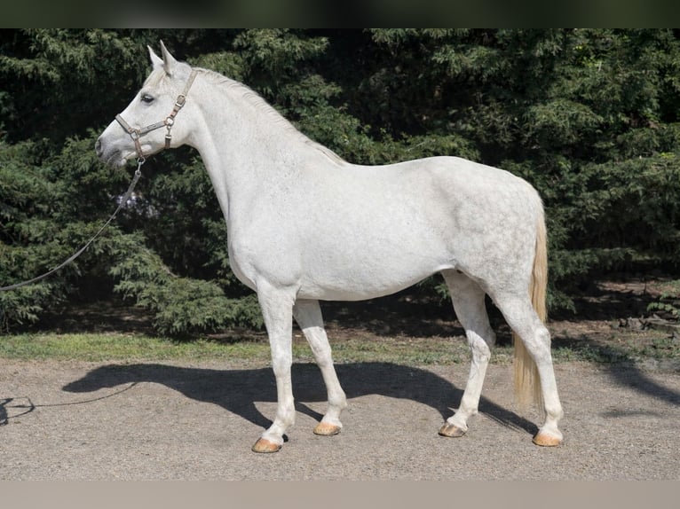 Meer ponys/kleine paarden Merrie 8 Jaar 150 cm Schimmel in Békéscsaba