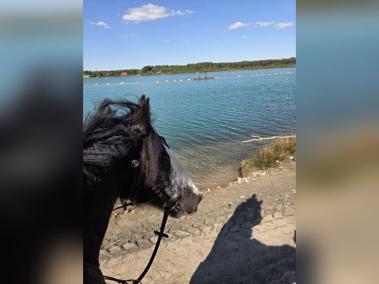 Meer ponys/kleine paarden Mix Merrie 8 Jaar 153 cm Sabino in Wippingen