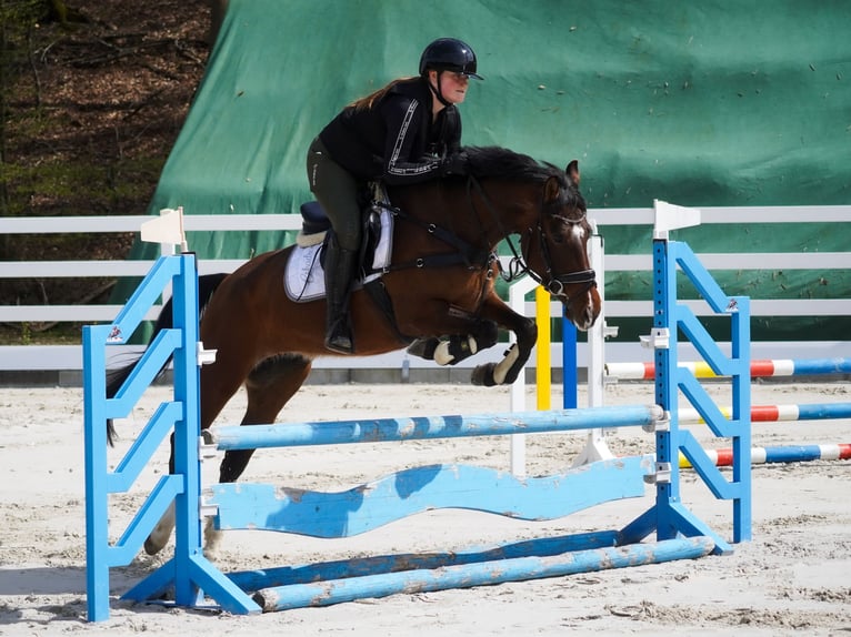 Meer ponys/kleine paarden Merrie 8 Jaar 154 cm Bruin in Nettersheim