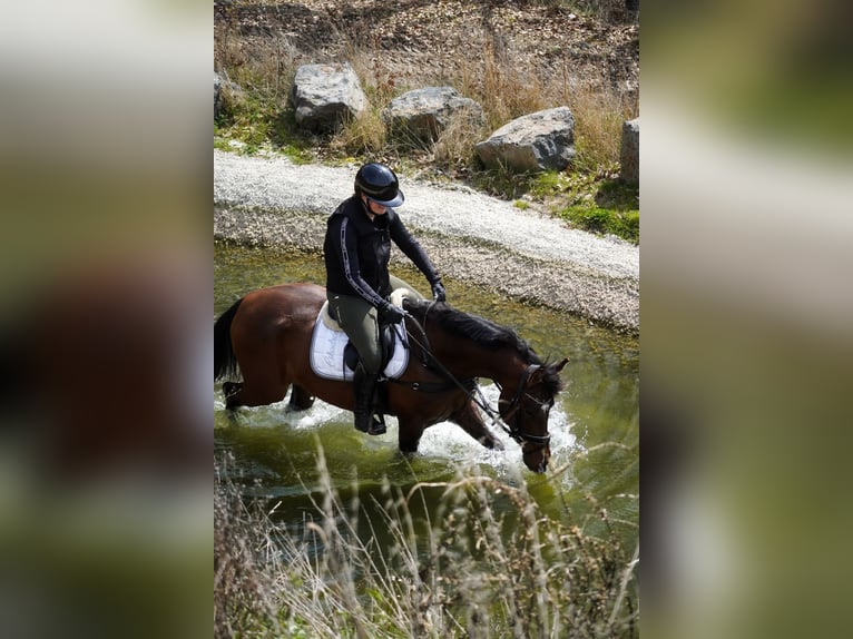 Meer ponys/kleine paarden Merrie 8 Jaar 154 cm Bruin in Nettersheim