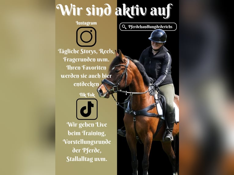 Meer ponys/kleine paarden Merrie 8 Jaar 154 cm Bruin in Nettersheim