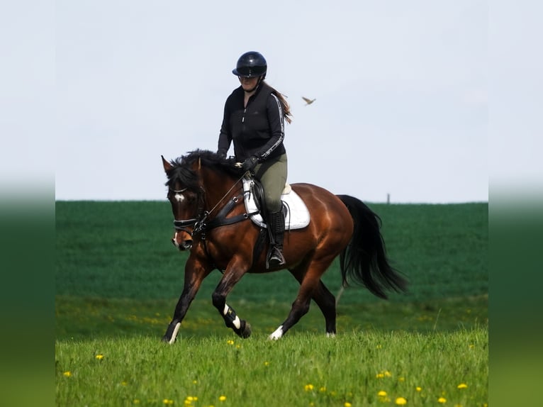 Meer ponys/kleine paarden Merrie 8 Jaar 154 cm Bruin in Nettersheim
