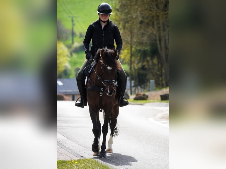 Meer ponys/kleine paarden Merrie 8 Jaar 154 cm Bruin in Nettersheim