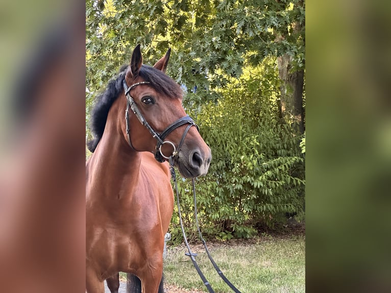 Meer ponys/kleine paarden Mix Merrie 8 Jaar 155 cm Bruin in Leipzig
