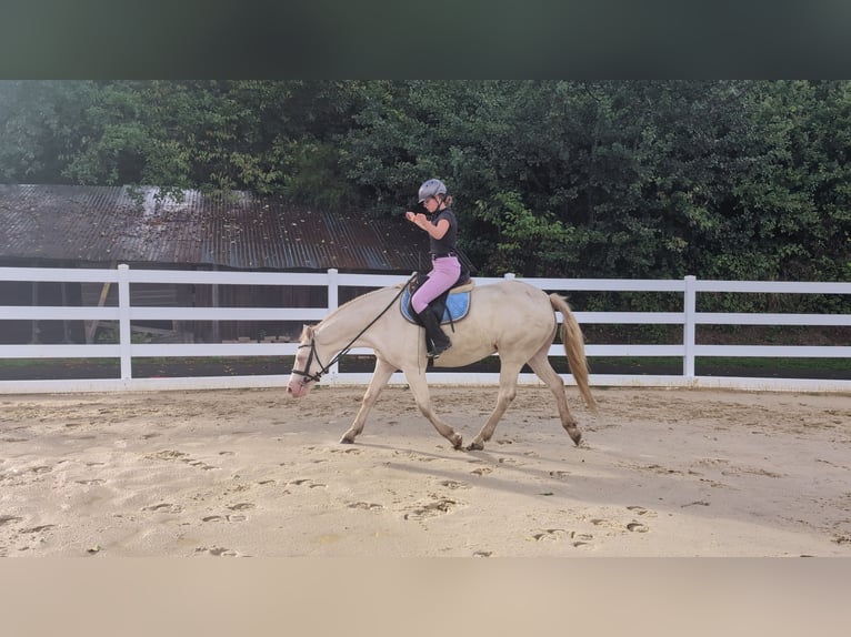 Meer ponys/kleine paarden Merrie 8 Jaar 155 cm Cremello in Morsbach