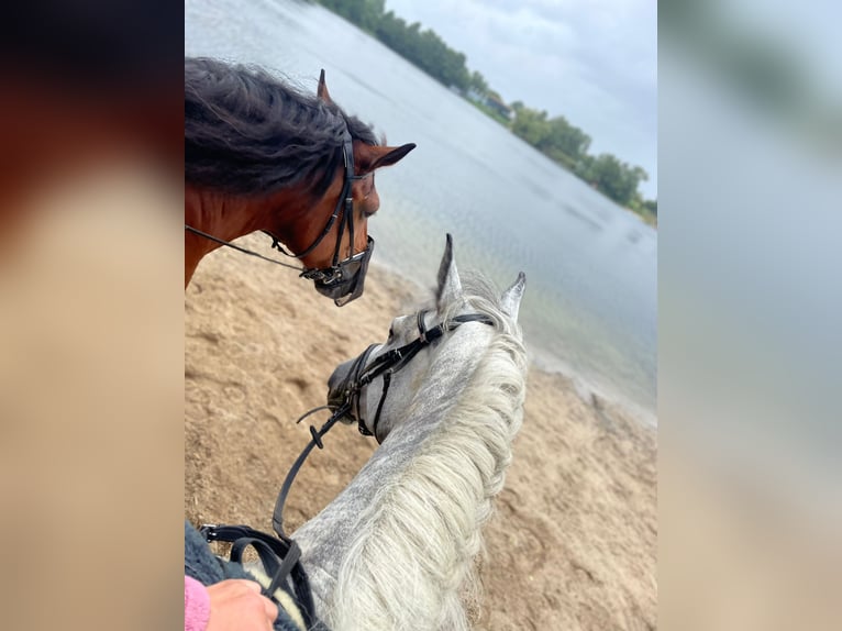 Meer ponys/kleine paarden Merrie 8 Jaar 155 cm Schimmel in Frielendorf