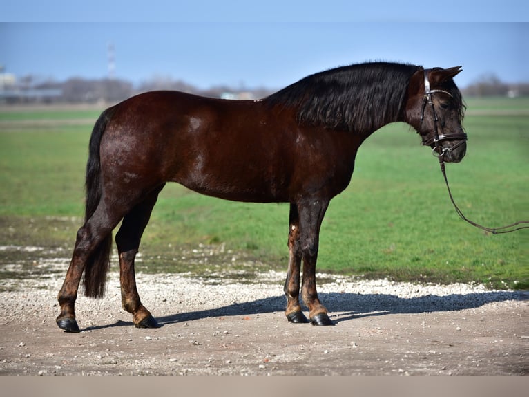Meer ponys/kleine paarden Merrie 8 Jaar 155 cm Vos in Budapest