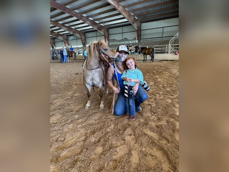 Meer ponys/kleine paarden Merrie 8 Jaar 86 cm Roan-Red in Canton, TX