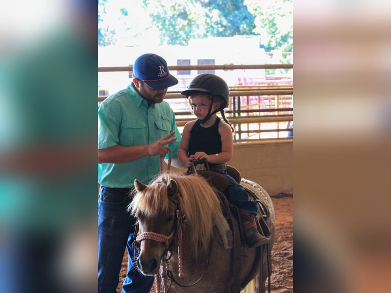 Meer ponys/kleine paarden Merrie 8 Jaar 86 cm Roan-Red in Canton, TX