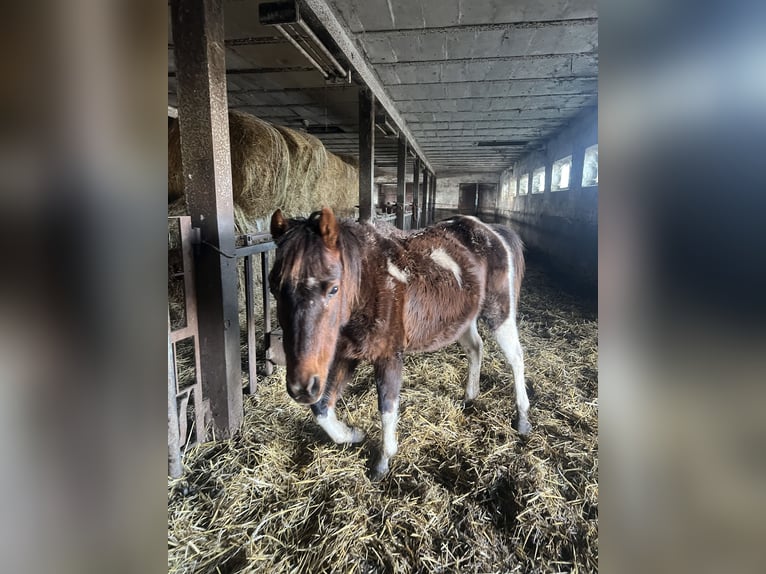 Meer ponys/kleine paarden Mix Merrie 8 Jaar Tobiano-alle-kleuren in Kaltohmfeld