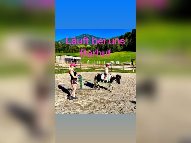 Meer ponys/kleine paarden Mix Merrie 9 Jaar 110 cm Gevlekt-paard in Gallzein