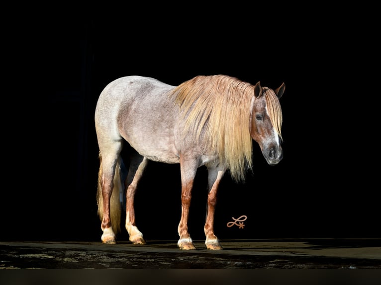 Meer ponys/kleine paarden Merrie 9 Jaar 117 cm Roan-Red in Canistota