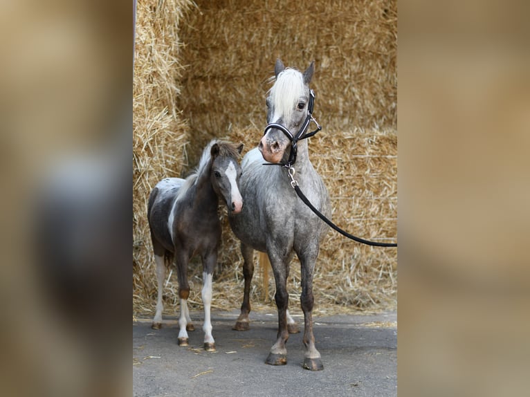 Meer ponys/kleine paarden Merrie 9 Jaar 118 cm Appaloosa in Geilenkirchen