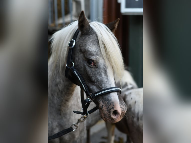 Meer ponys/kleine paarden Merrie 9 Jaar 118 cm Appaloosa in Geilenkirchen