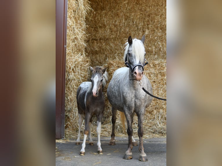 Meer ponys/kleine paarden Merrie 9 Jaar 118 cm Appaloosa in Geilenkirchen