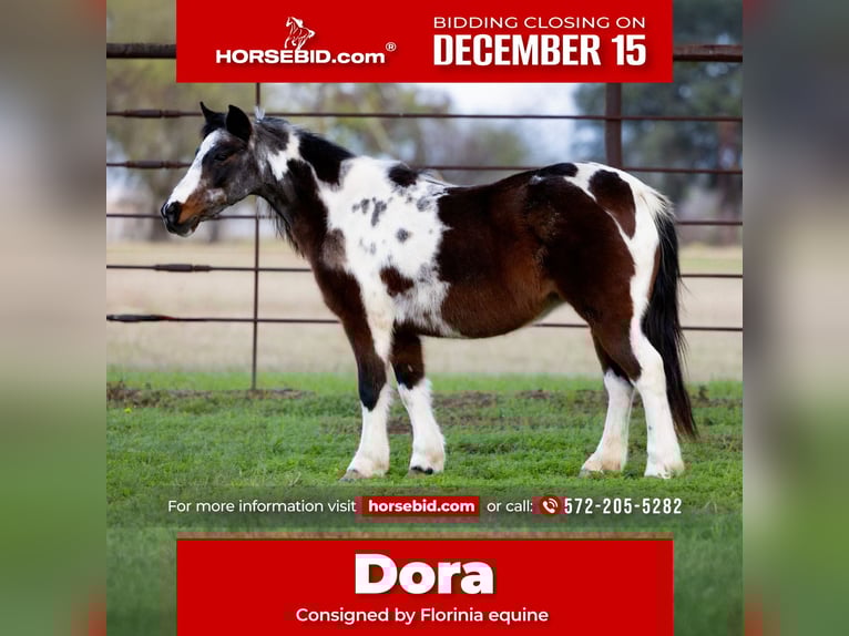 Meer ponys/kleine paarden Merrie 9 Jaar 119 cm Roan-Bay in Guthrie