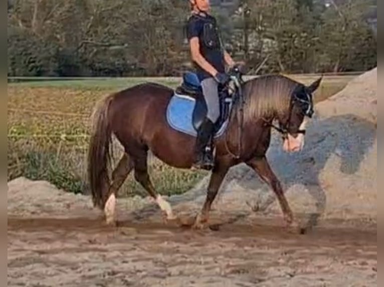 Meer ponys/kleine paarden Merrie 9 Jaar 127 cm Donkere-vos in Rechnitz