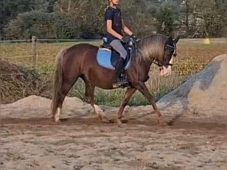 Meer ponys/kleine paarden Merrie 9 Jaar 127 cm Donkere-vos in Rechnitz