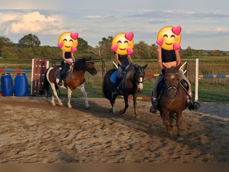 Meer ponys/kleine paarden Merrie 9 Jaar 127 cm Donkere-vos in Rechnitz