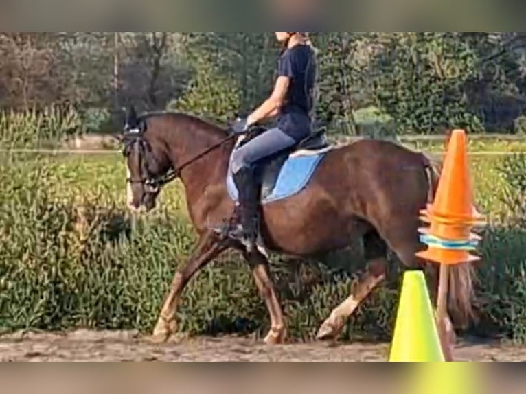Meer ponys/kleine paarden Merrie 9 Jaar 127 cm Donkere-vos in Rechnitz