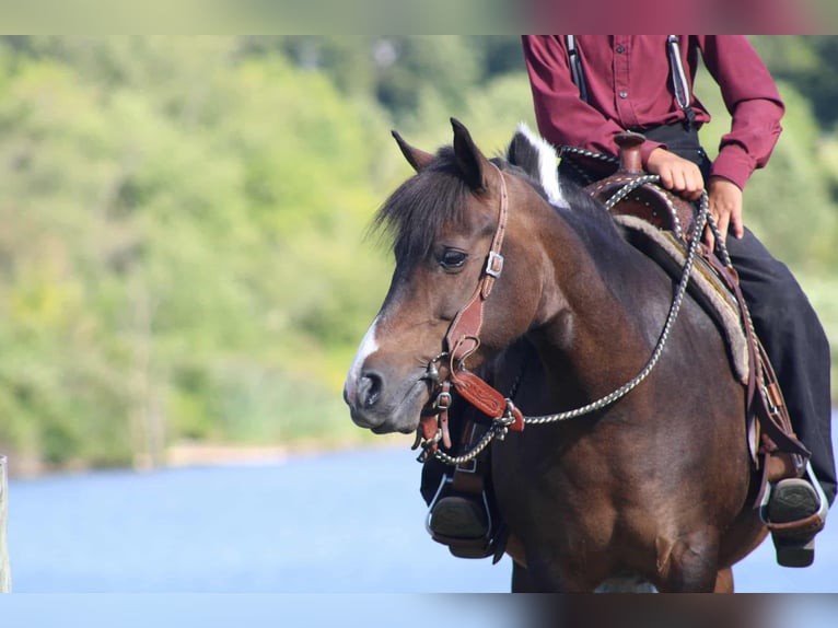 Meer ponys/kleine paarden Merrie 9 Jaar 127 cm Gevlekt-paard in Rebersburg