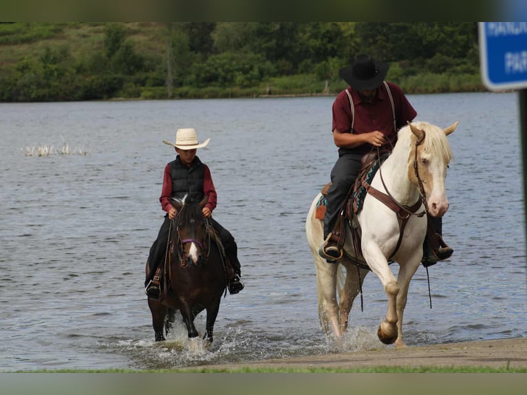 Meer ponys/kleine paarden Merrie 9 Jaar 127 cm Gevlekt-paard in Rebersburg