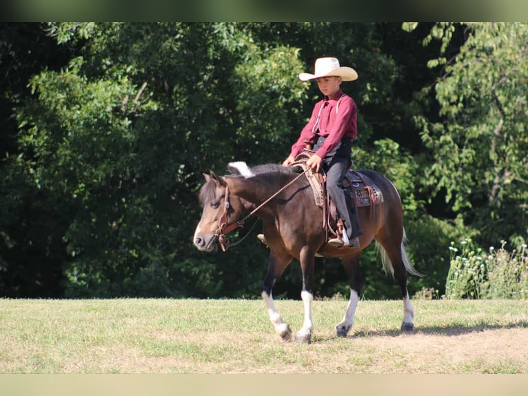 Meer ponys/kleine paarden Merrie 9 Jaar 127 cm Gevlekt-paard in Rebersburg