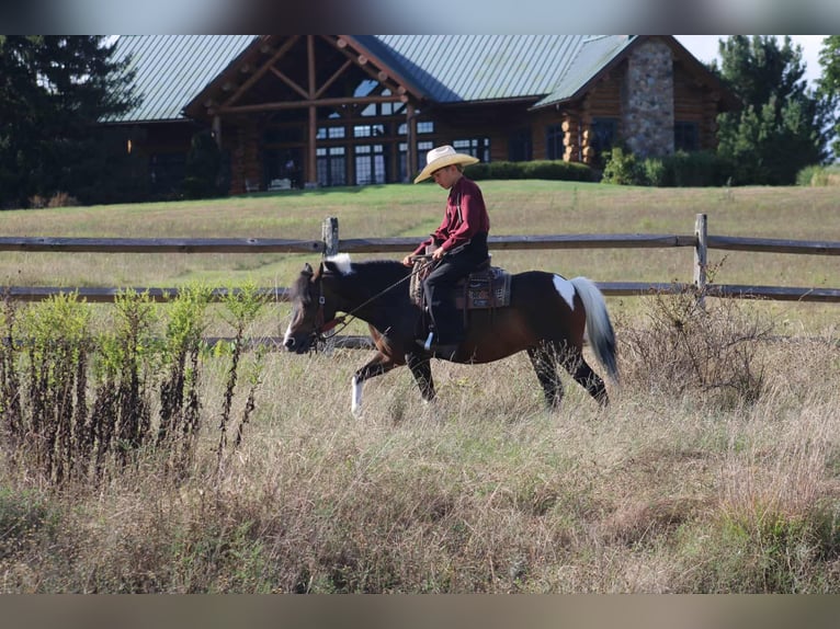 Meer ponys/kleine paarden Merrie 9 Jaar 127 cm Gevlekt-paard in Rebersburg