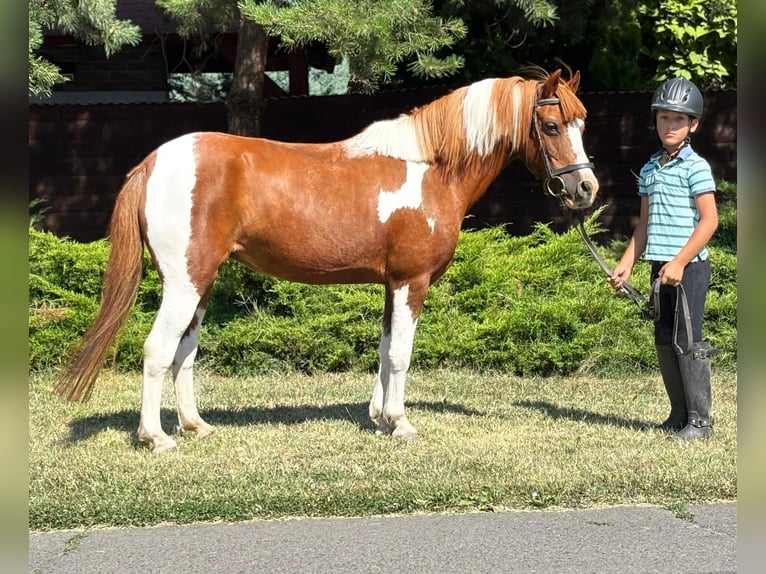 Meer ponys/kleine paarden Merrie 9 Jaar 130 cm Gevlekt-paard in Békés Meer ponys/kleine paarden Merrie 9 Jaar 130 cm Gevlekt-paard in Békés