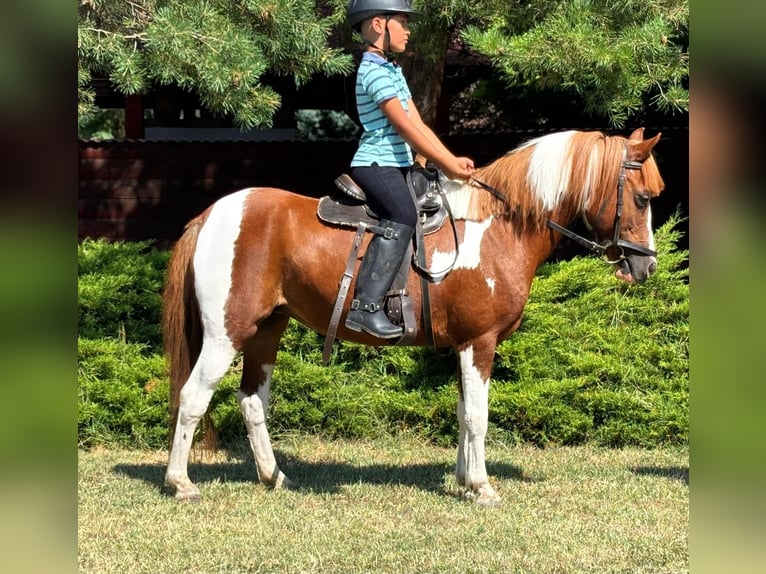 Meer ponys/kleine paarden Merrie 9 Jaar 130 cm Gevlekt-paard in Békés Meer ponys/kleine paarden Merrie 9 Jaar 130 cm Gevlekt-paard in Békés