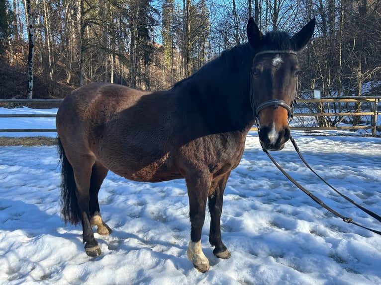 Meer ponys/kleine paarden Merrie 9 Jaar 143 cm Bruin in Argenbühl