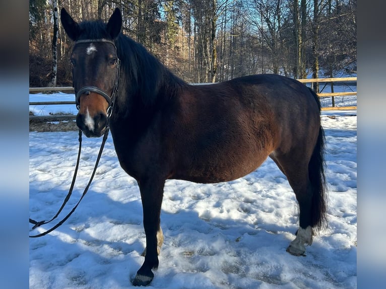 Meer ponys/kleine paarden Merrie 9 Jaar 143 cm Bruin in Argenbühl