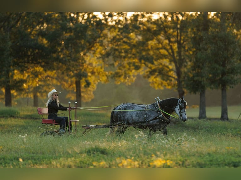 Meer ponys/kleine paarden Merrie 9 Jaar 145 cm Schimmel in Quitman