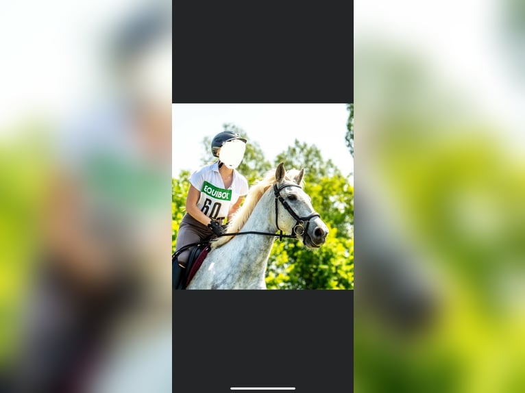 Meer ponys/kleine paarden Merrie 9 Jaar 146 cm Schimmel in Duderstadt