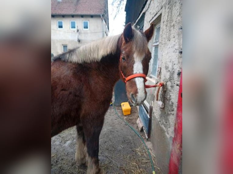 Meer ponys/kleine paarden Merrie 9 Jaar 147 cm Vos in Klipphausen