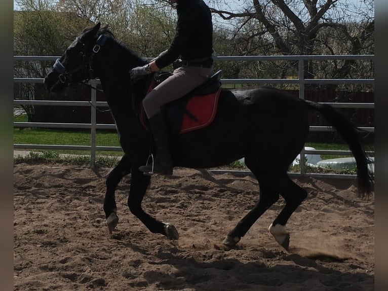 Meer ponys/kleine paarden Merrie 9 Jaar 147 cm Zwart in Buttstädt