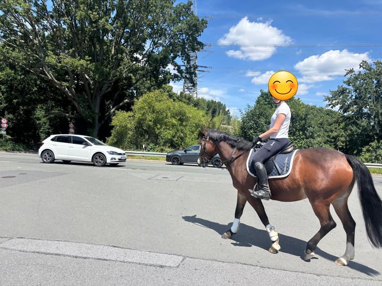 Meer ponys/kleine paarden Merrie 9 Jaar 148 cm Bruin in Dortmund