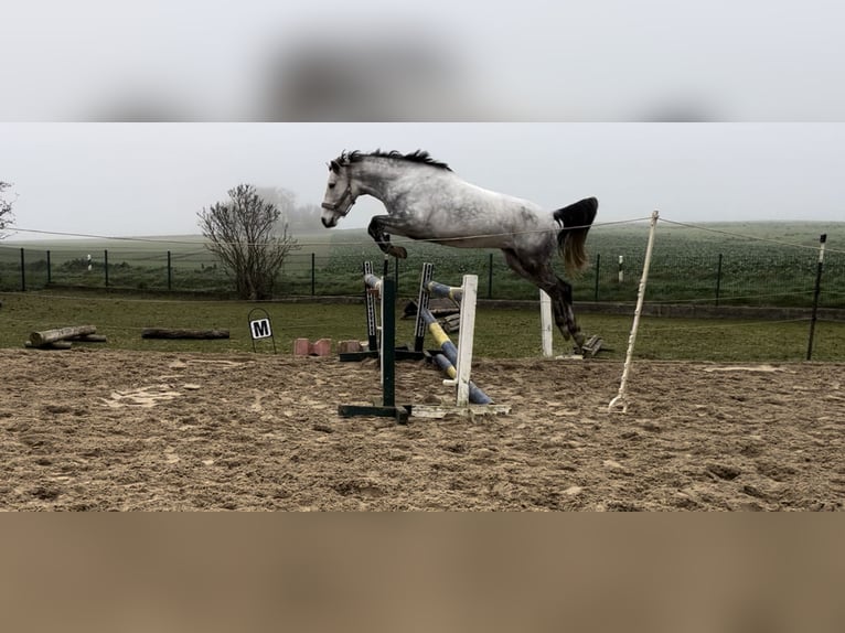 Meer ponys/kleine paarden Merrie 9 Jaar 148 cm Schimmel in Gieboldehausen