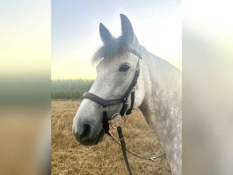 Meer ponys/kleine paarden Merrie 9 Jaar 148 cm Schimmel in Gieboldehausen