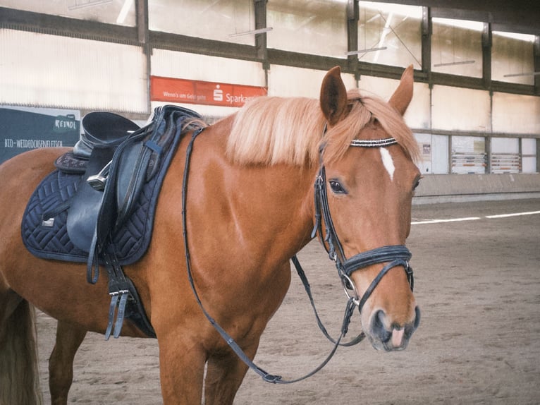 Meer ponys/kleine paarden Merrie 9 Jaar 148 cm Vos in Altomünster