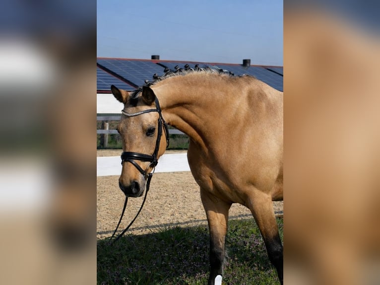 Meer ponys/kleine paarden Merrie 9 Jaar 150 cm Palomino in Schwalmtal