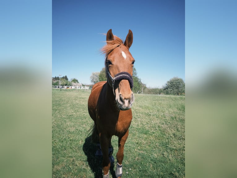 Meer ponys/kleine paarden Merrie 9 Jaar 150 cm Vos in Altomünster