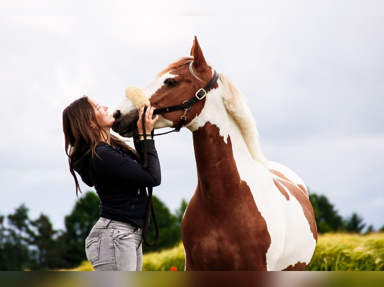 Meer ponys/kleine paarden Mix Merrie 9 Jaar 152 cm Gevlekt-paard in Mettmann