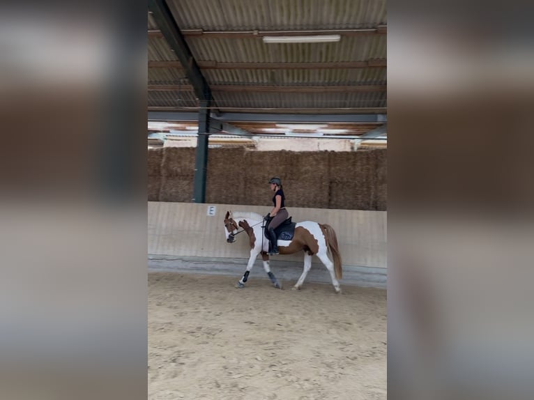 Meer ponys/kleine paarden Mix Merrie 9 Jaar 152 cm Gevlekt-paard in Mettmann