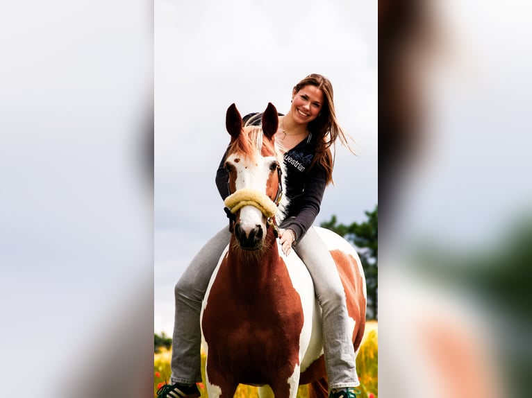 Meer ponys/kleine paarden Mix Merrie 9 Jaar 152 cm Gevlekt-paard in Mettmann