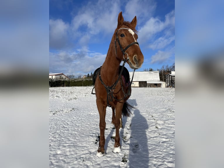 Meer ponys/kleine paarden Mix Merrie 9 Jaar 155 cm Vos in Jeziorany