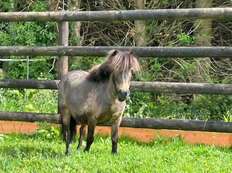 Meer ponys/kleine paarden Merrie 9 Jaar 85 cm Bruin in Grote-Brogel